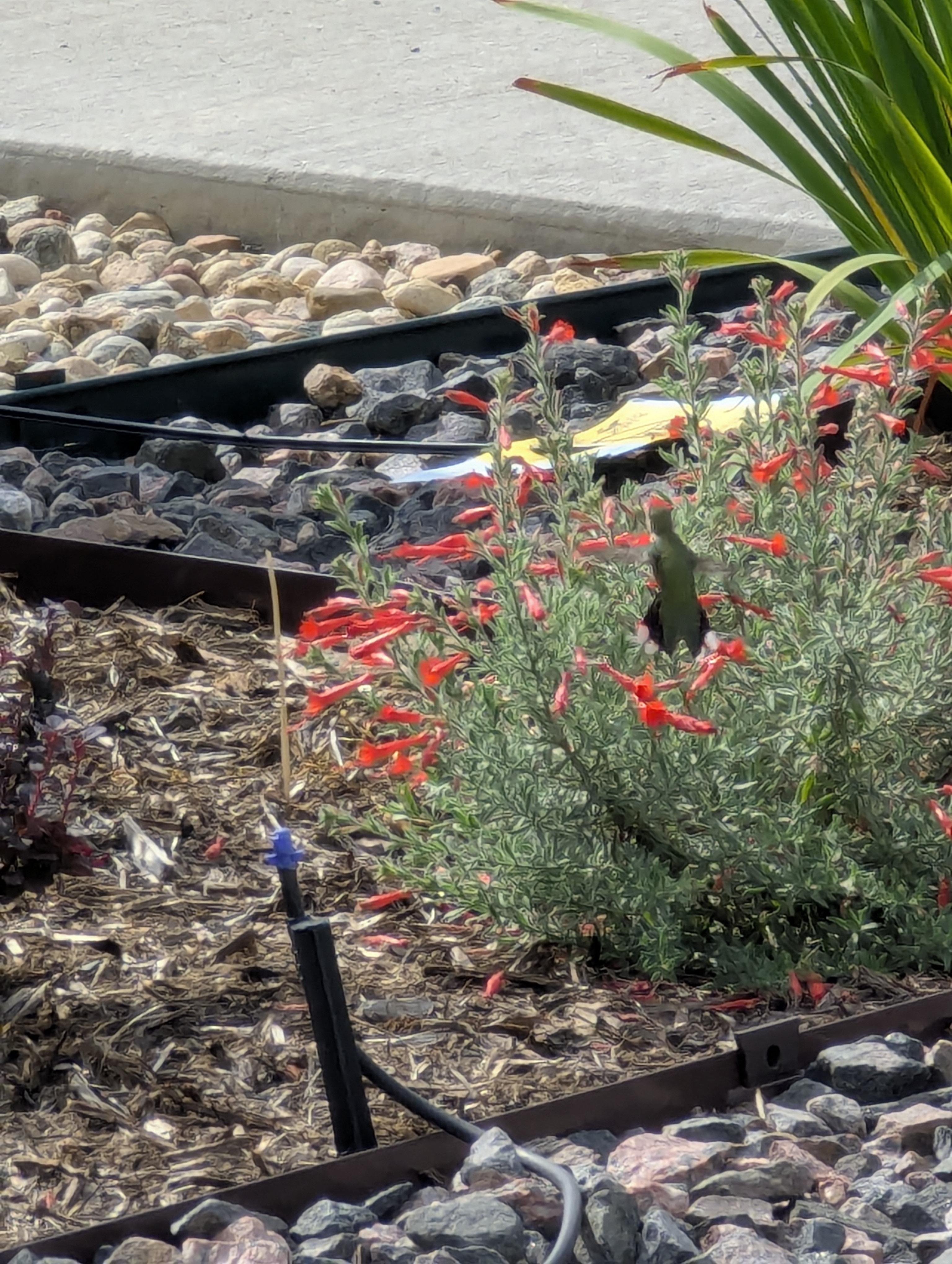 hummingbird, agastache, Morrison, Colorado